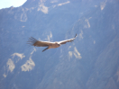 Colca Canyon